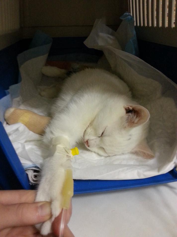 Операция кот перелом бедра